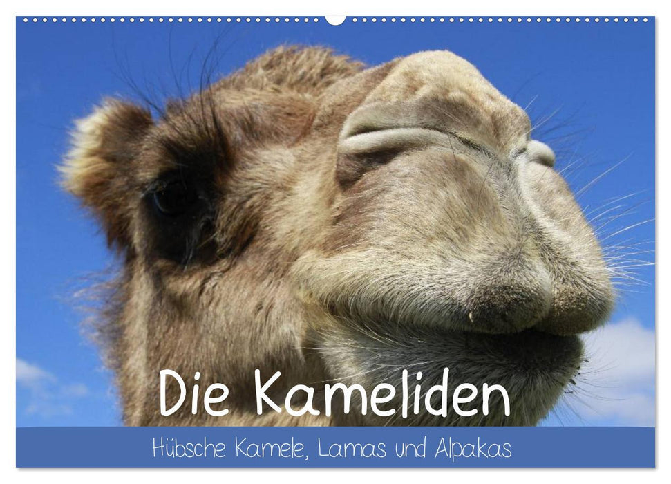 Die Kameliden. Hübsche Kamele, Lamas und Alpakas (CALVENDO Wandkalender 2025)