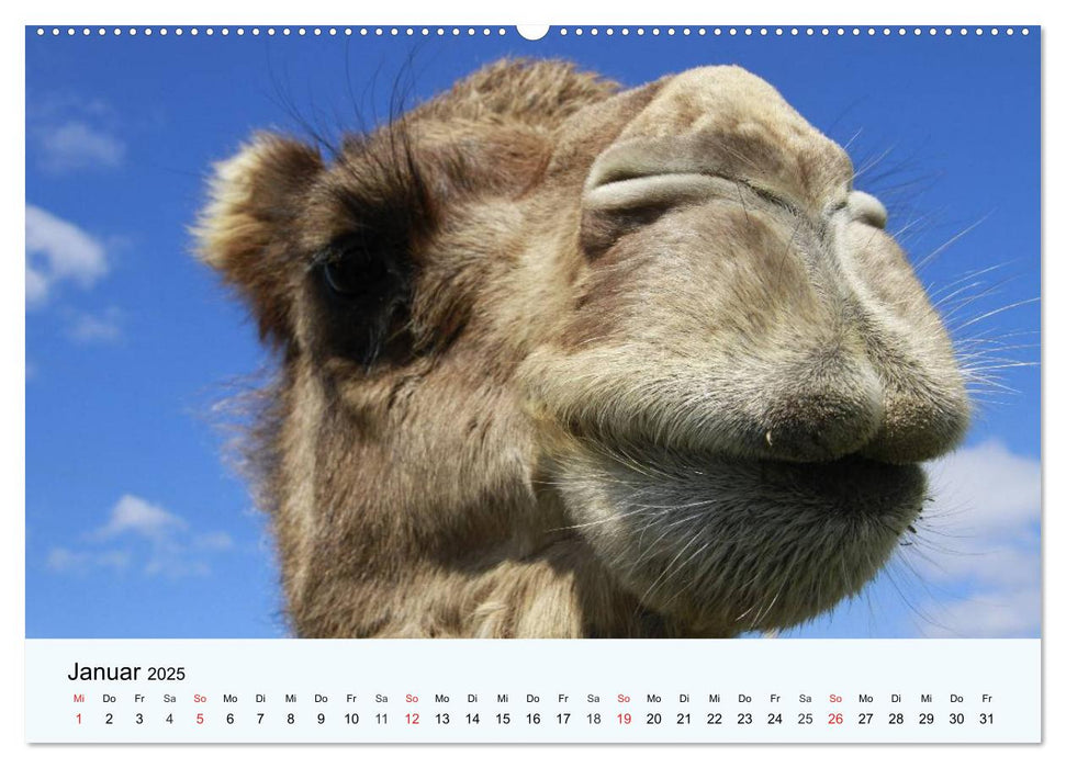 Die Kameliden. Hübsche Kamele, Lamas und Alpakas (CALVENDO Wandkalender 2025)