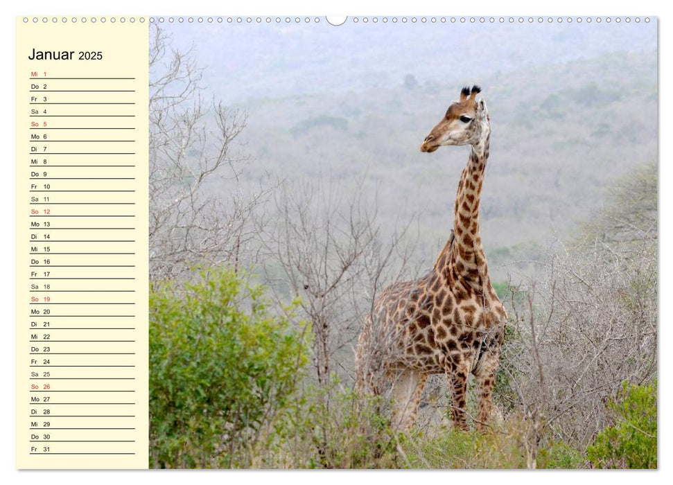 Afrika. Tiere in freier Wildbahn (CALVENDO Premium Wandkalender 2025)