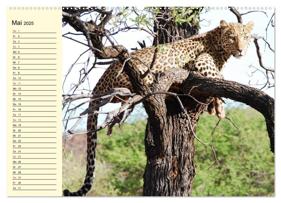 Afrika. Tiere in freier Wildbahn (CALVENDO Premium Wandkalender 2025)