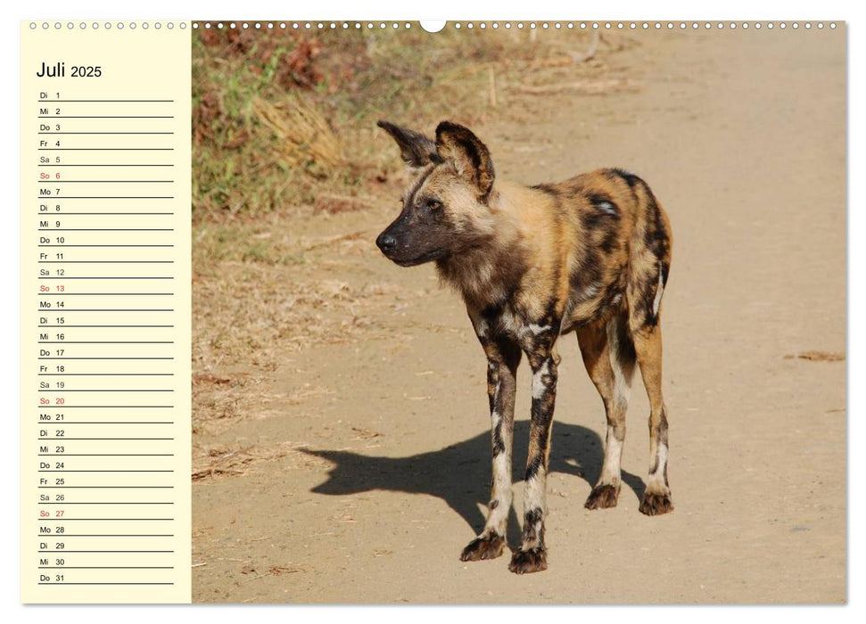 Afrika. Tiere in freier Wildbahn (CALVENDO Premium Wandkalender 2025)