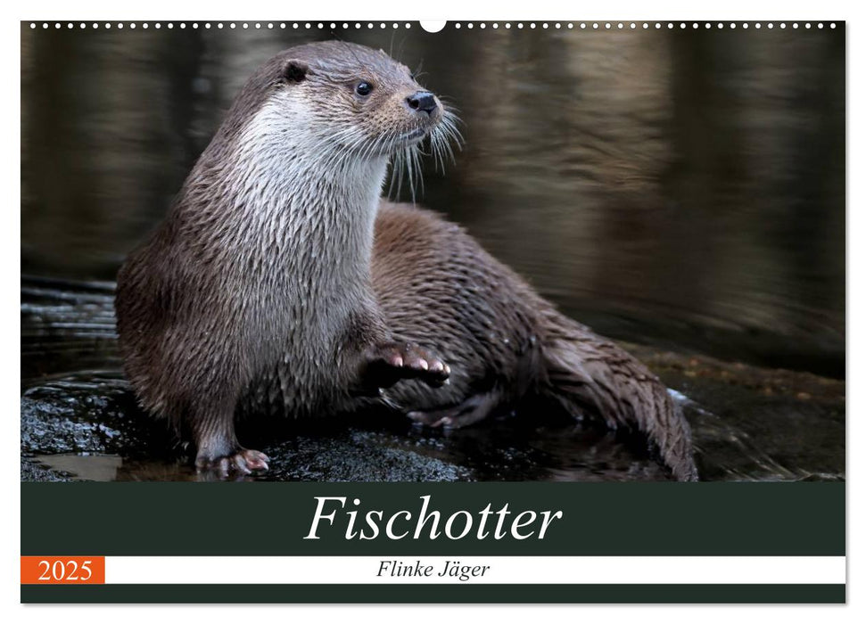 Fischotter, flinke Jäger (CALVENDO Wandkalender 2025)