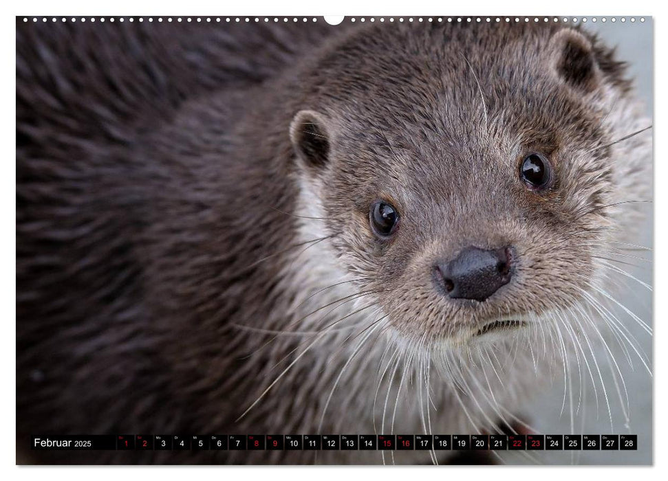 Fischotter, flinke Jäger (CALVENDO Wandkalender 2025)