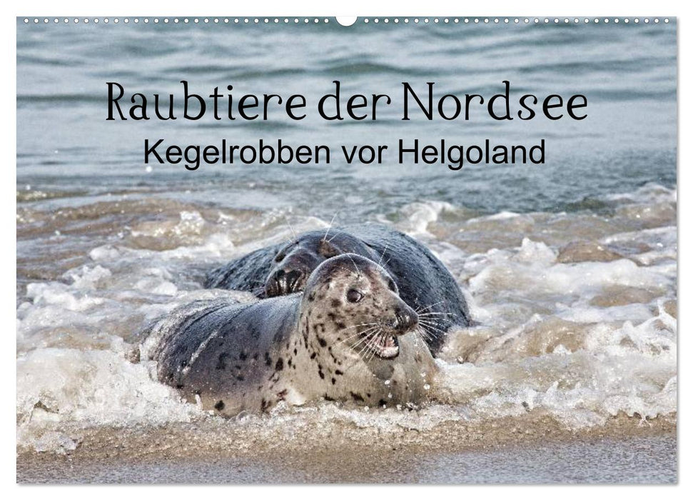 Raubtier der Nordsee - Kegelrobben vor Helgoland (CALVENDO Wandkalender 2025)