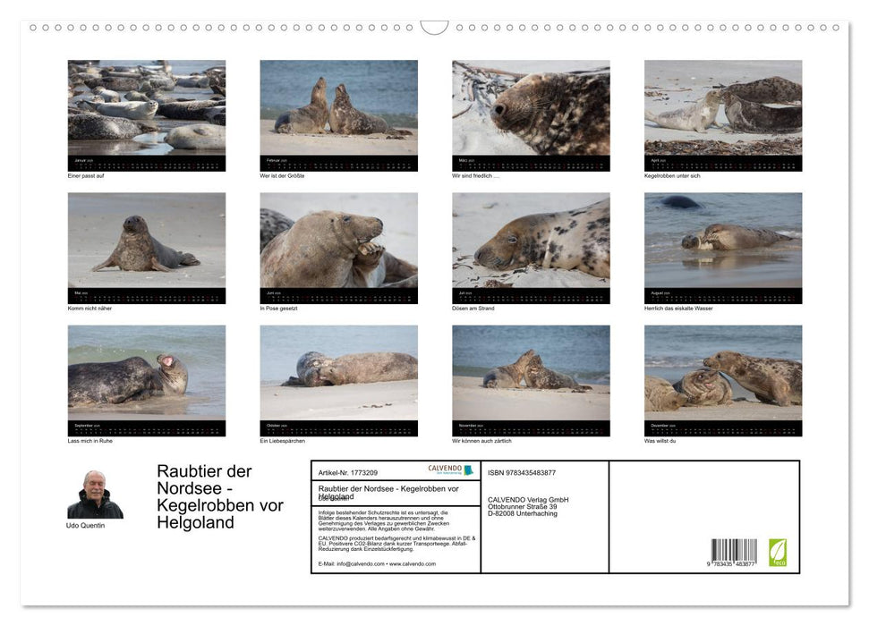 Raubtier der Nordsee - Kegelrobben vor Helgoland (CALVENDO Wandkalender 2025)