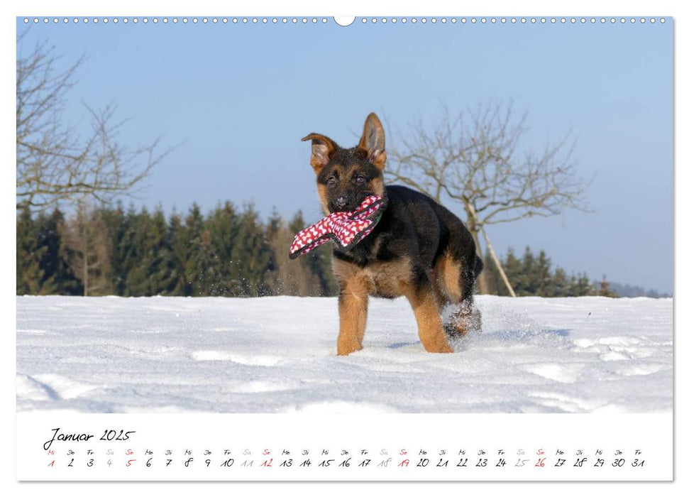 Schäferhunde Seelenhunde (CALVENDO Premium Wandkalender 2025)