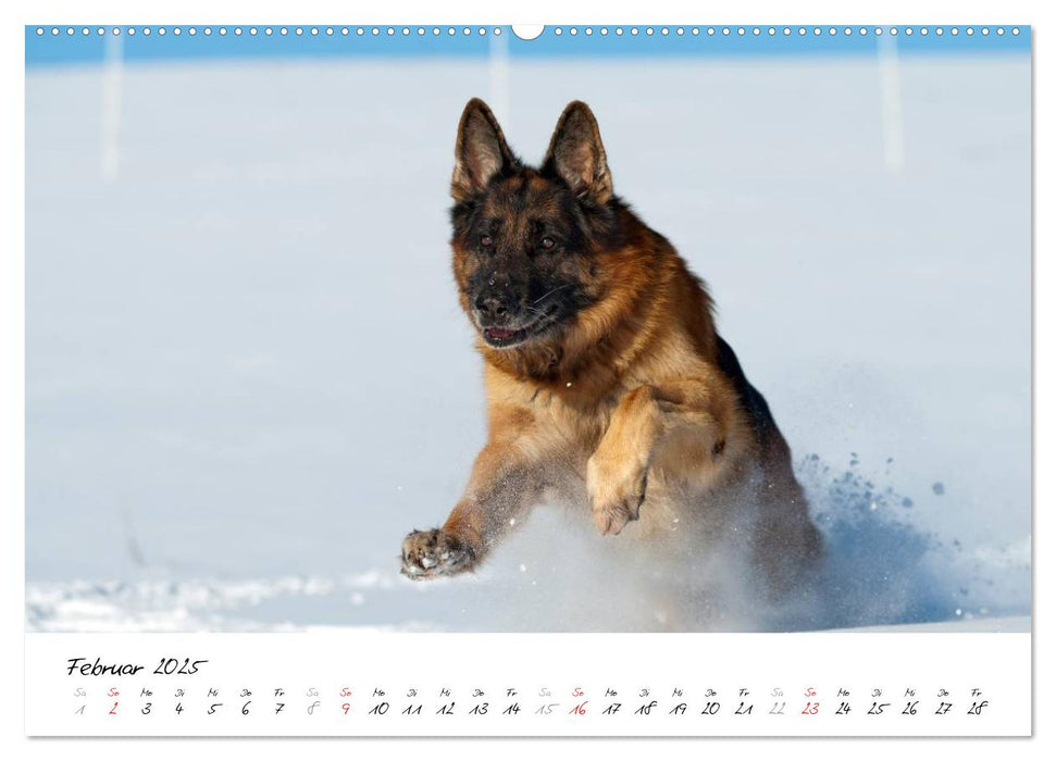 Schäferhunde Seelenhunde (CALVENDO Premium Wandkalender 2025)