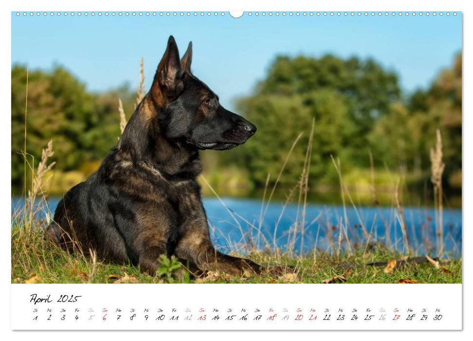 Schäferhunde Seelenhunde (CALVENDO Premium Wandkalender 2025)