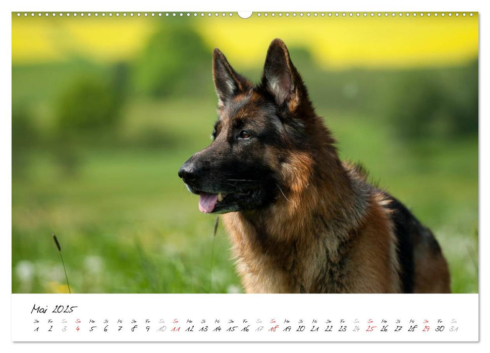 Schäferhunde Seelenhunde (CALVENDO Premium Wandkalender 2025)