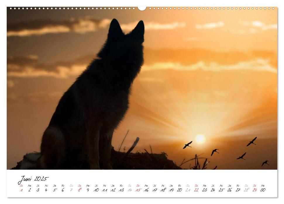 Schäferhunde Seelenhunde (CALVENDO Premium Wandkalender 2025)