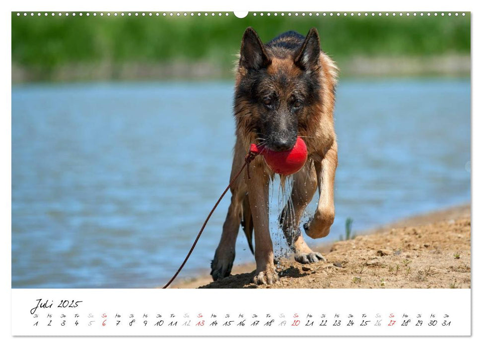Schäferhunde Seelenhunde (CALVENDO Premium Wandkalender 2025)