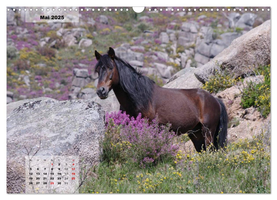 Nordportugal - Heimat der letzten wilden Pferde (CALVENDO Wandkalender 2025)