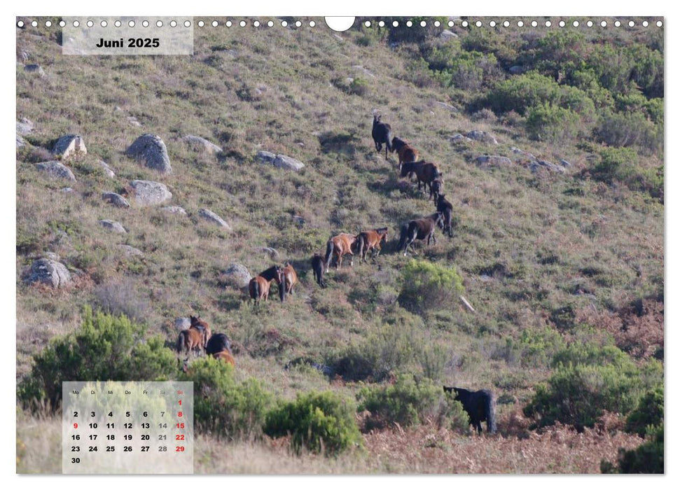 Nordportugal - Heimat der letzten wilden Pferde (CALVENDO Wandkalender 2025)