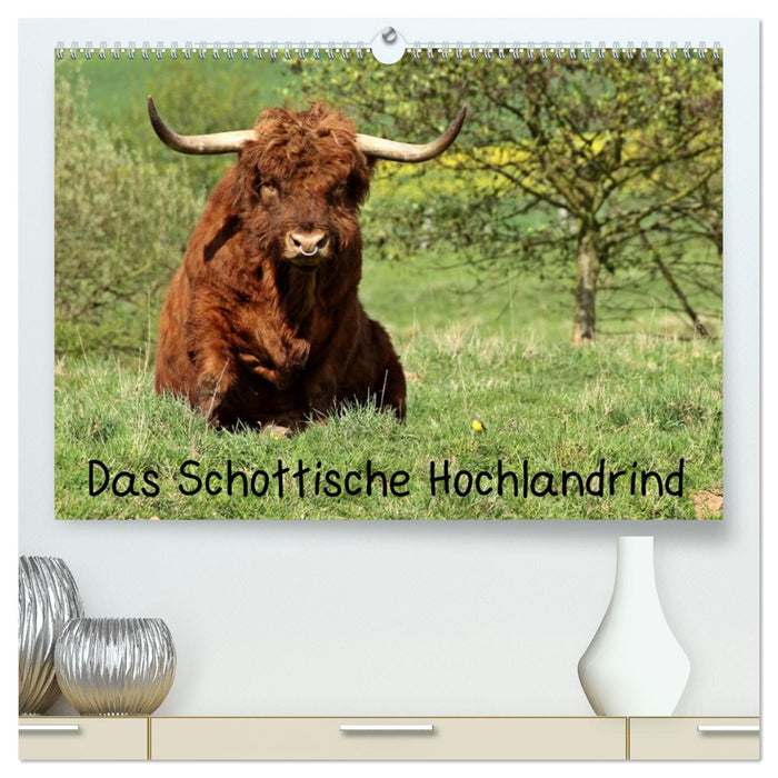 Das Schottische Hochlandrind (CALVENDO Premium Wandkalender 2025)