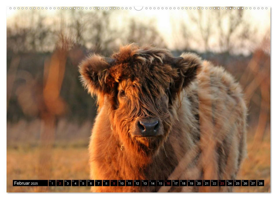 Das Schottische Hochlandrind (CALVENDO Premium Wandkalender 2025)