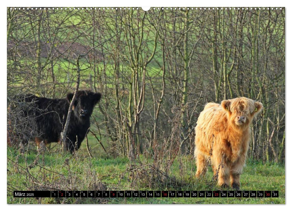 Das Schottische Hochlandrind (CALVENDO Premium Wandkalender 2025)