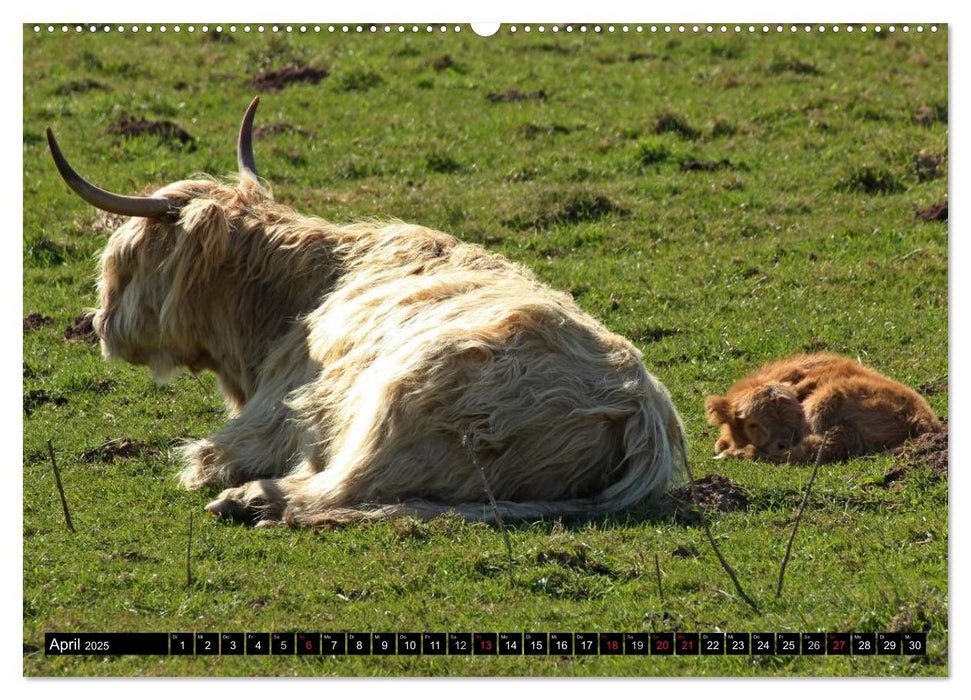 Das Schottische Hochlandrind (CALVENDO Premium Wandkalender 2025)