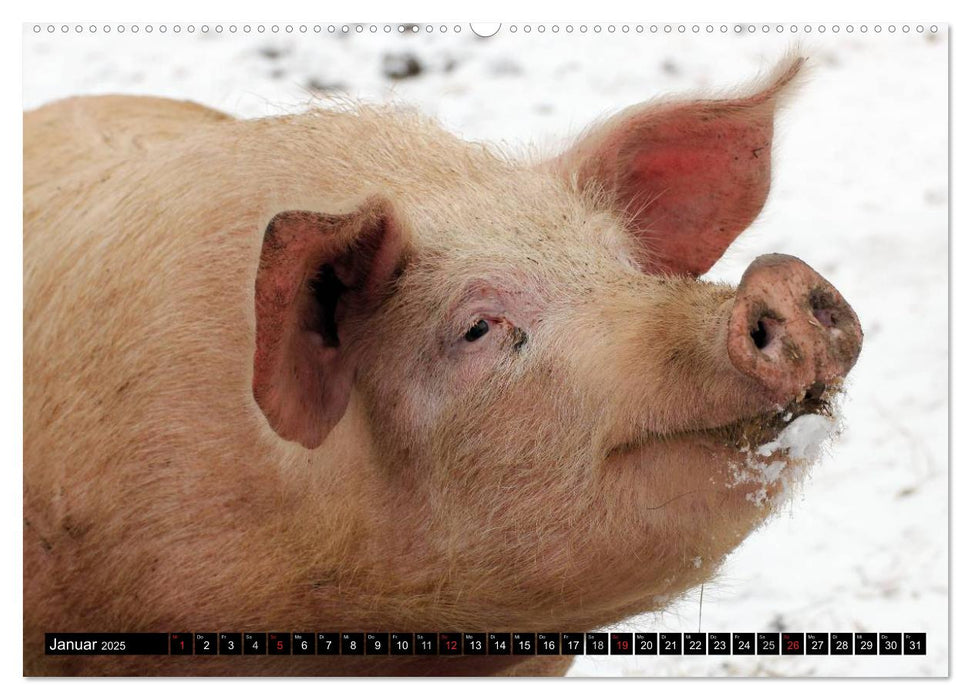 Der Schweinekalender (CALVENDO Premium Wandkalender 2025)