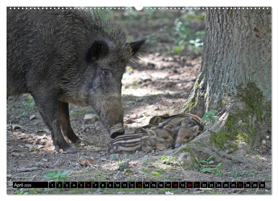 Der Schweinekalender (CALVENDO Premium Wandkalender 2025)