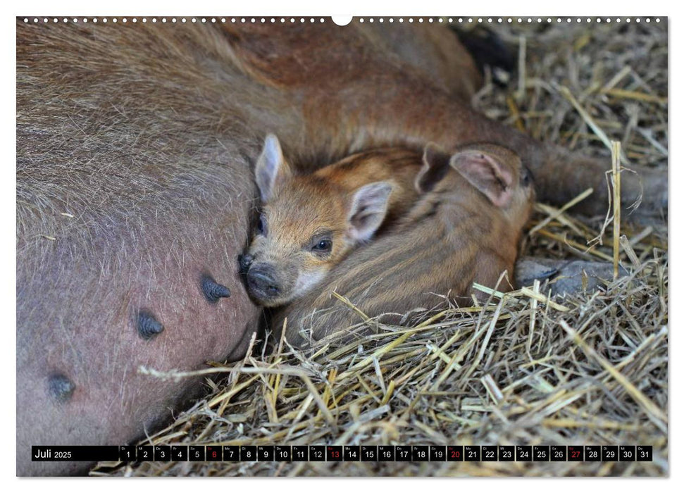 Der Schweinekalender (CALVENDO Premium Wandkalender 2025)