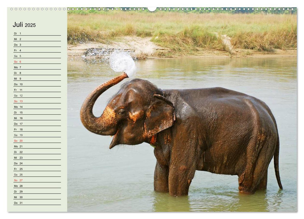 Elefanten. Badespaß am Strand (CALVENDO Premium Wandkalender 2025)