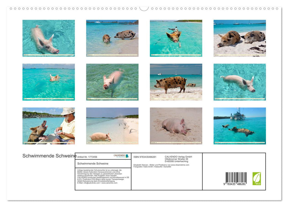 Schwimmende Schweine (CALVENDO Premium Wandkalender 2025)