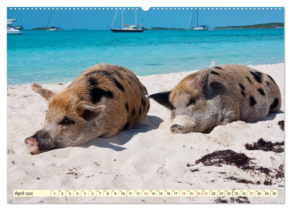 Schwimmende Schweine (CALVENDO Premium Wandkalender 2025)