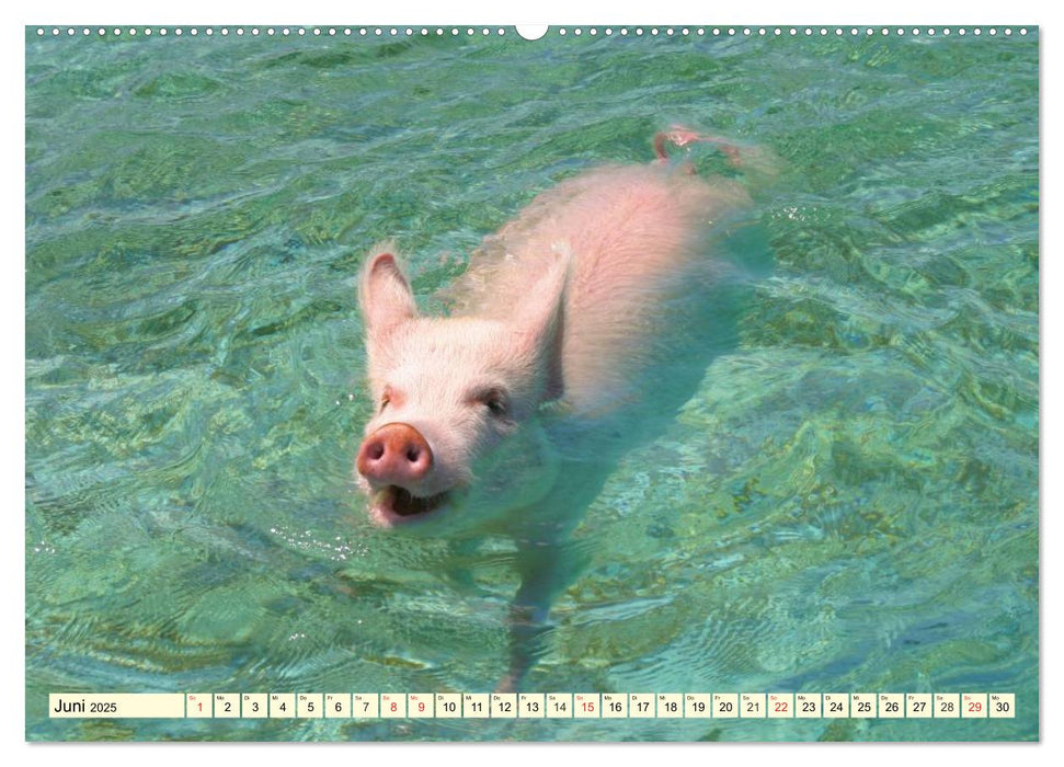 Schwimmende Schweine (CALVENDO Premium Wandkalender 2025)