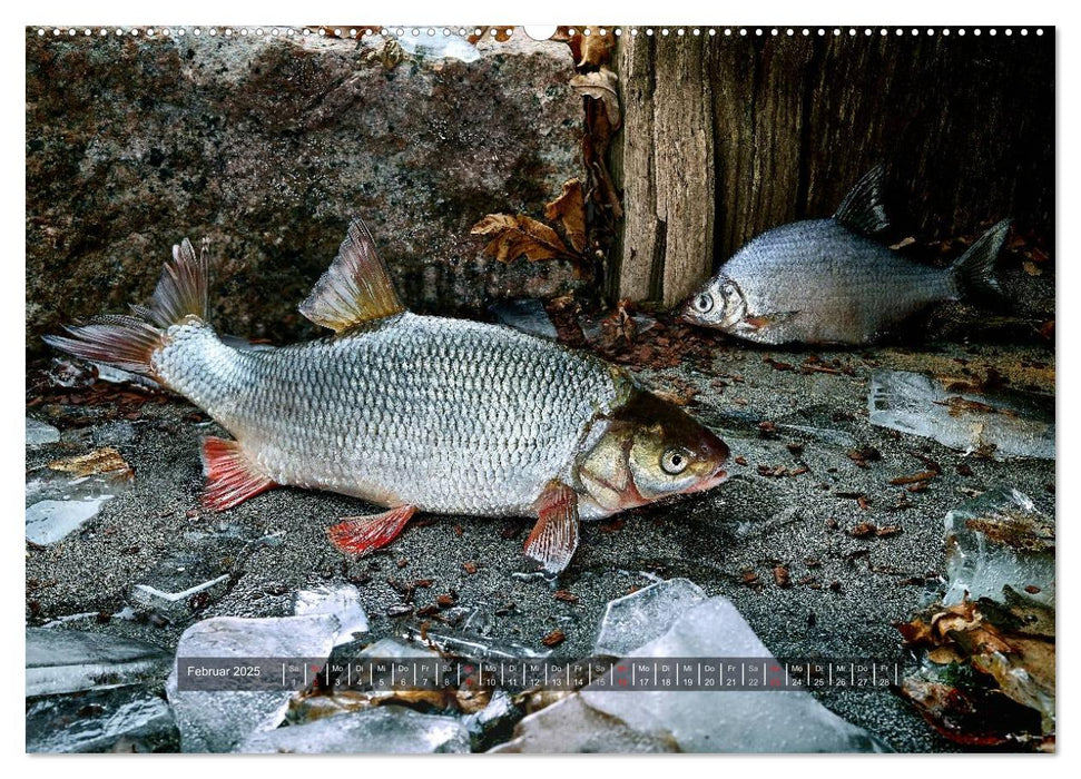 UNSER FISCH. SÜßWASSER. (CALVENDO Premium Wandkalender 2025)