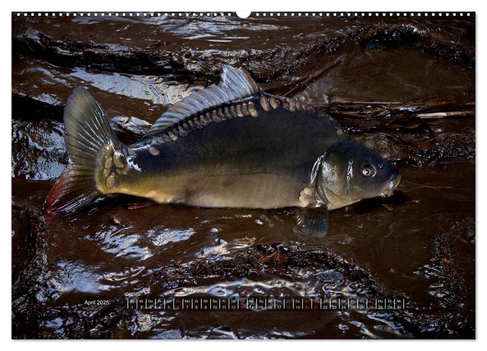 UNSER FISCH. SÜßWASSER. (CALVENDO Premium Wandkalender 2025)