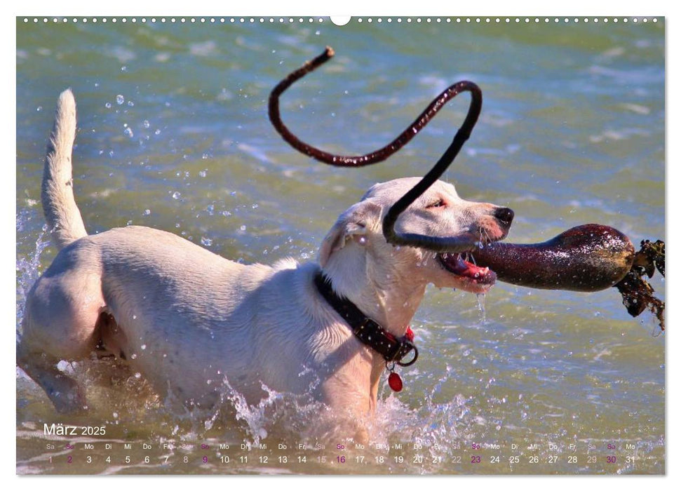 SPLASH - Hunde im Wasser (CALVENDO Premium Wandkalender 2025)