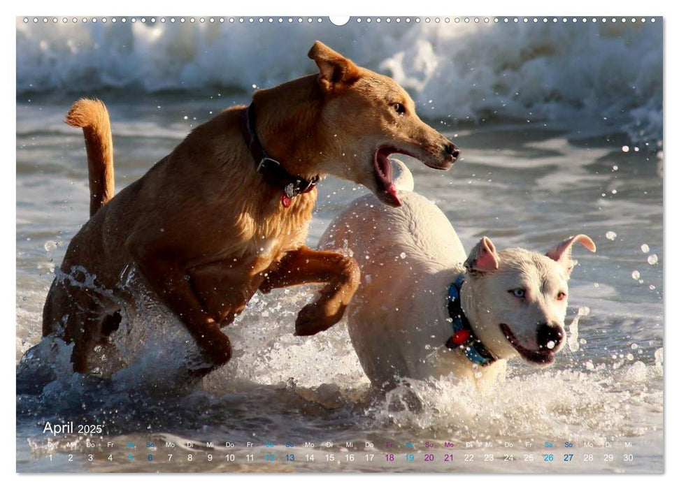 SPLASH - Hunde im Wasser (CALVENDO Premium Wandkalender 2025)