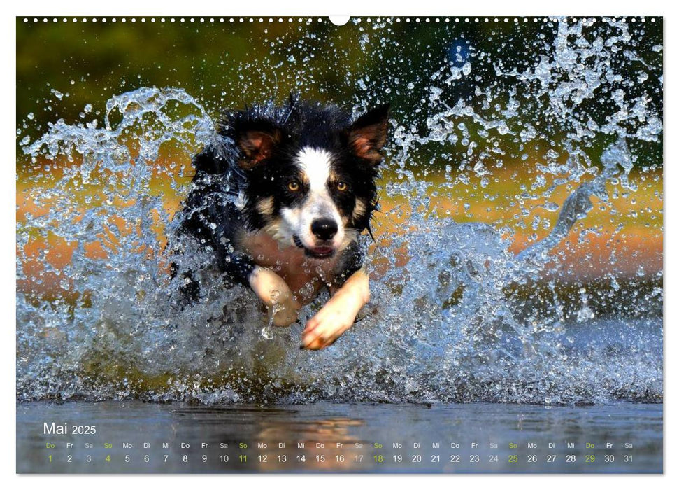 SPLASH - Hunde im Wasser (CALVENDO Premium Wandkalender 2025)