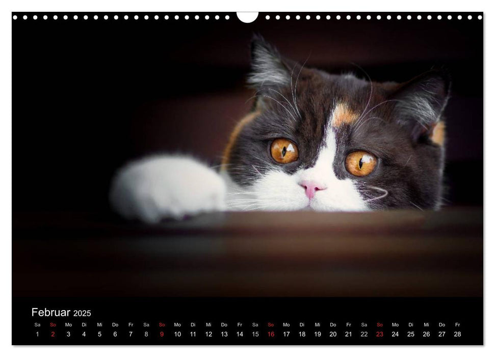 Schokoladige Britisch Kurzhaar Katzen (CALVENDO Wandkalender 2025)