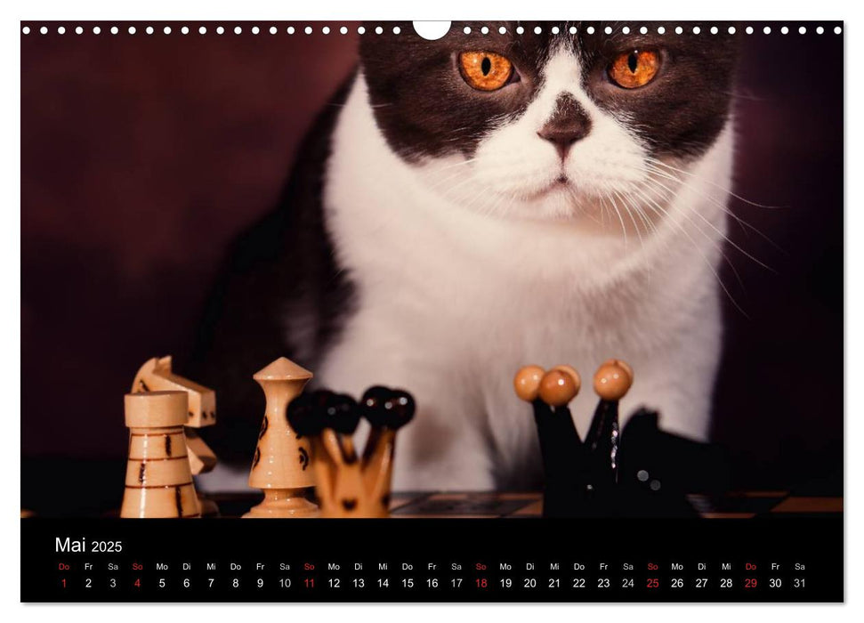 Schokoladige Britisch Kurzhaar Katzen (CALVENDO Wandkalender 2025)