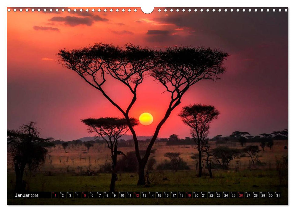 Afrikas Bäume (CALVENDO Wandkalender 2025)