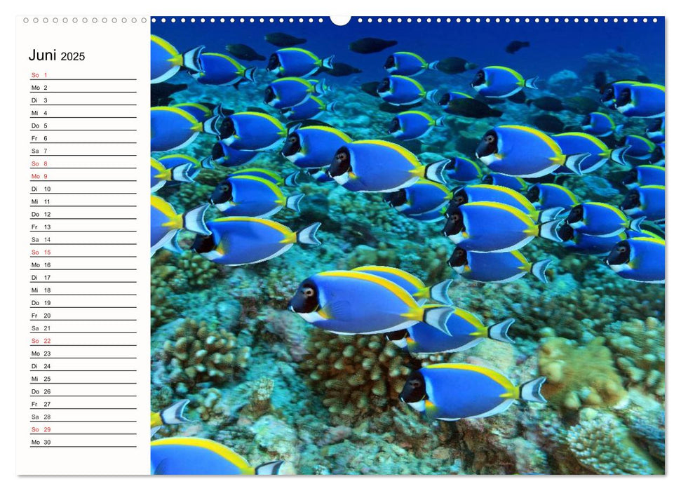 Paradiese. Karibik und Südsee über und unter Wasser (CALVENDO Wandkalender 2025)