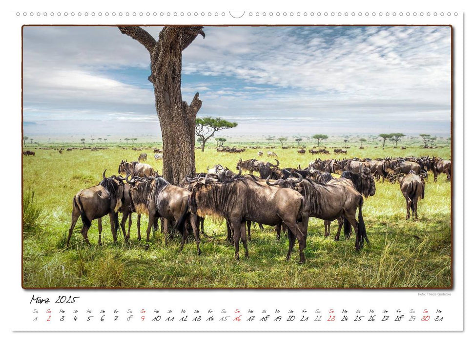 Abenteuer Masai Mara (CALVENDO Wandkalender 2025)