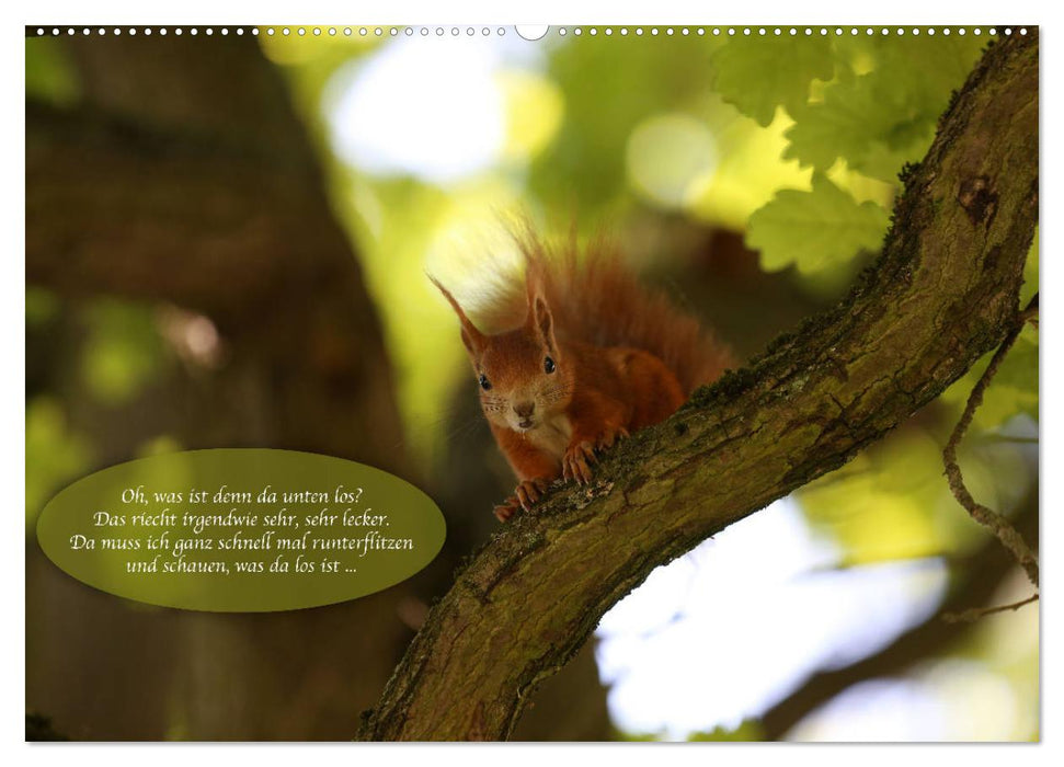 Eichhörnchen - Lustige Kurzgeschichten mit den quirligen Wildtieren (CALVENDO Premium Wandkalender 2025)