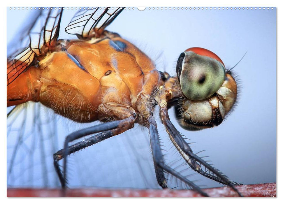Die geheimnisvolle Welt der Insekten (CALVENDO Wandkalender 2025)