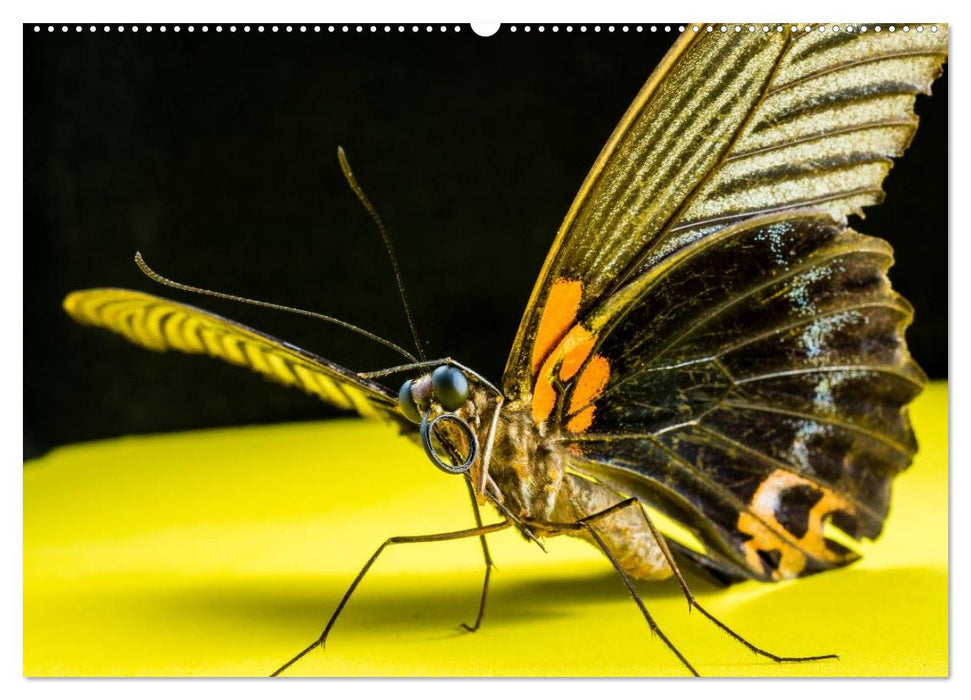 Die geheimnisvolle Welt der Insekten (CALVENDO Wandkalender 2025)