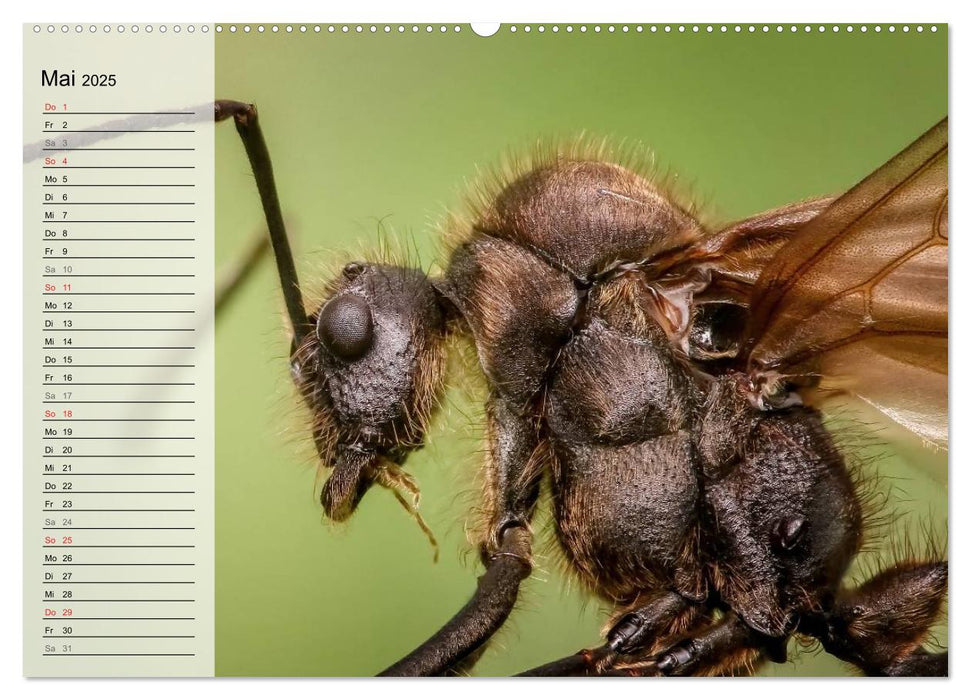 Die geheimnisvolle Welt der Insekten (CALVENDO Wandkalender 2025)