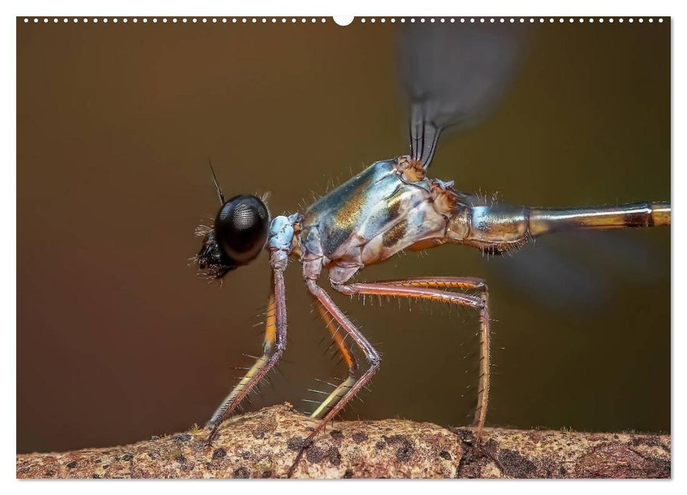 Die geheimnisvolle Welt der Insekten (CALVENDO Wandkalender 2025)