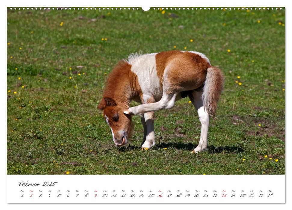 Pferde und Ponys im Paradies (CALVENDO Premium Wandkalender 2025)