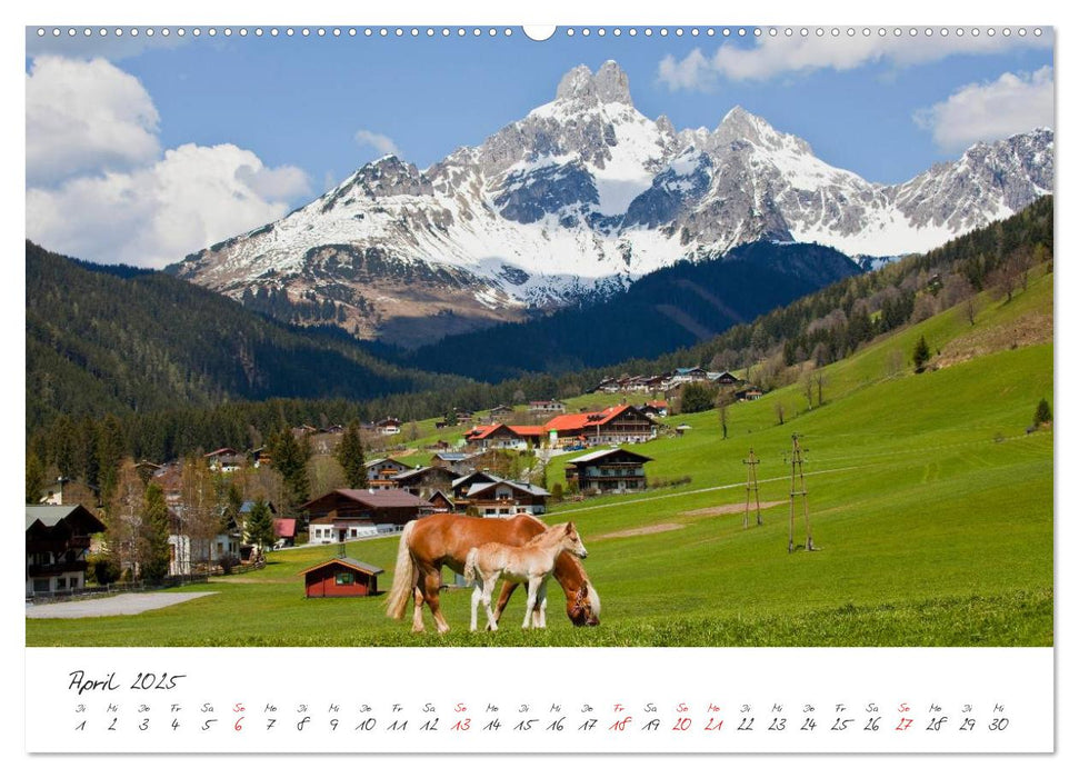 Pferde und Ponys im Paradies (CALVENDO Premium Wandkalender 2025)