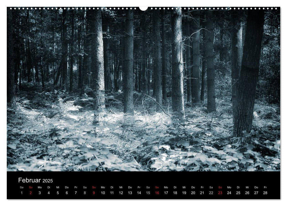 Mystische Wälder (CALVENDO Premium Wandkalender 2025)