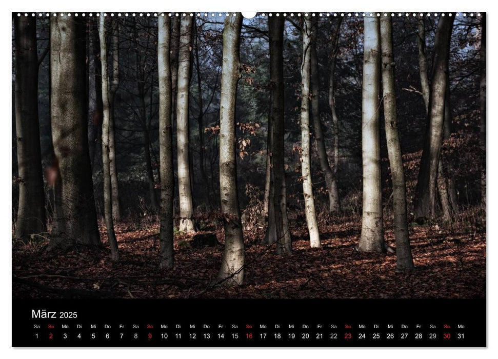 Mystische Wälder (CALVENDO Premium Wandkalender 2025)