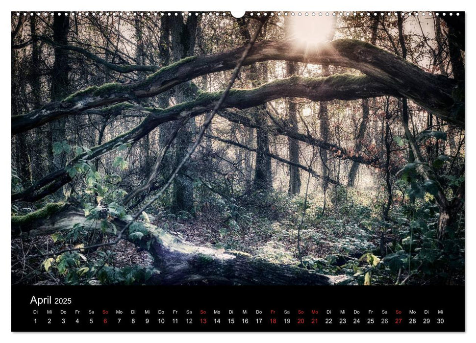 Mystische Wälder (CALVENDO Premium Wandkalender 2025)