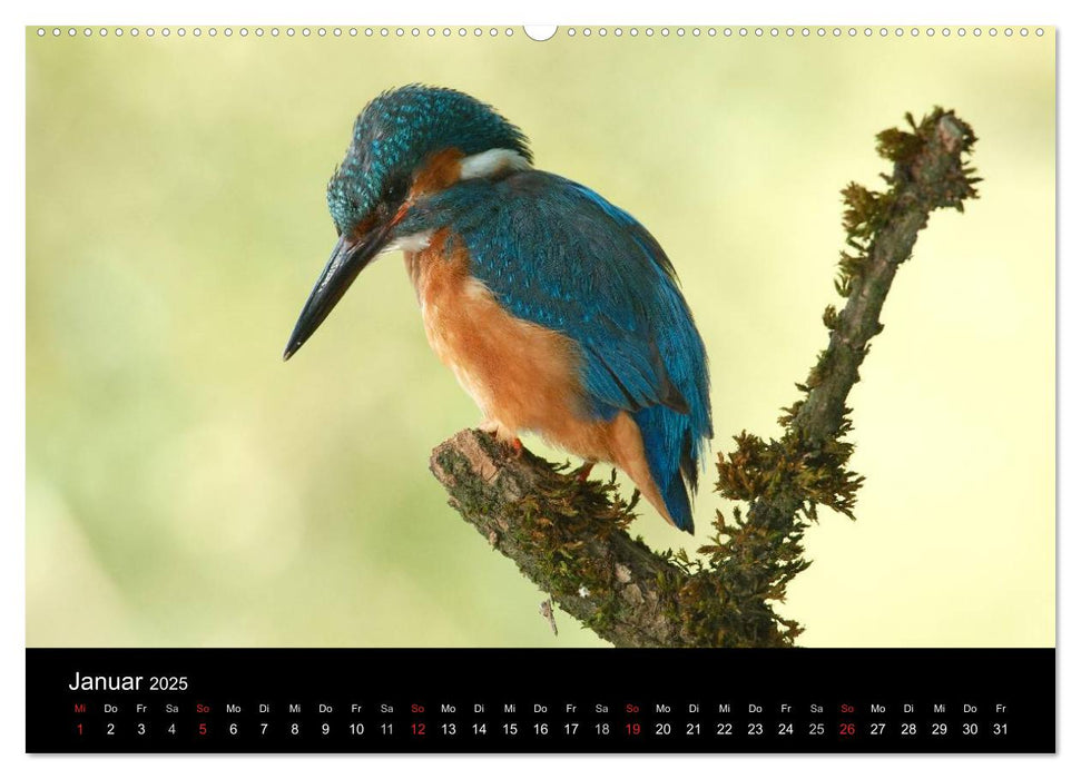 Der Eisvogel...fliegendes Juwel (CALVENDO Premium Wandkalender 2025)