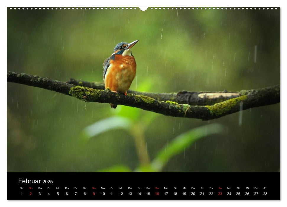 Der Eisvogel...fliegendes Juwel (CALVENDO Premium Wandkalender 2025)